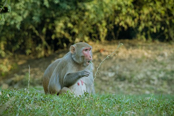 Ouvrir un restaurant : les assurances professionnelles à prévoir